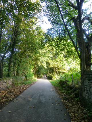 Road trees stonewall tiltshift forest - both side of it free wallpaper