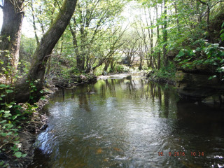 River lush forest trees rocks - river free wallpaper
