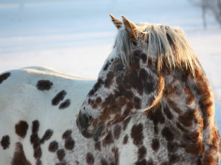 Spotted horse snow sunlight standing - brush stroke free wallpaper