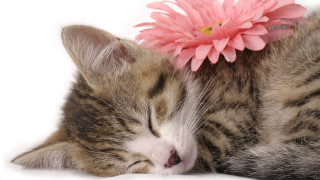 Cat sleeping pink flower white - a white surface free wallpaper