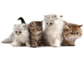 Kittens group sitting white background - cute free wallpaper