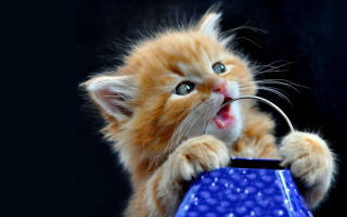 Kitten blue vase paws open - a blue vase free wallpaper