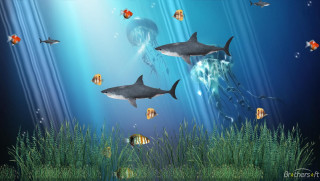 Sharks swimming blue ocean fish 2 - the water free wallpaper