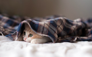 Cat hiding blanket bed eyes - dave melvin free wallpaper