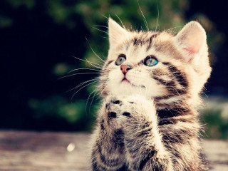 Kitten standing hind legs paws - its hind leg free wallpaper