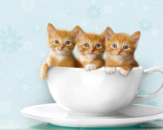 Three kittens white cup blue - wall free wallpaper