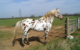Spotted horse fenced field sky - pointillism free wallpaper