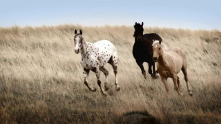 Horses running tallgrass drygrass blue - three horse free wallpaper