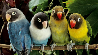 Birds branch tree leaves foreground - a group of birds free wallpaper
