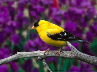 Yellow bird perched branch purple - a yellow bird free wallpaper