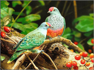 Two birds berries leaves oil - a green leafy background free wallpaper