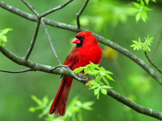 Red bird branch tree green 2 - a branch of a tree free wallpaper