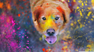 Colorful dog happy face powder - colour free wallpaper