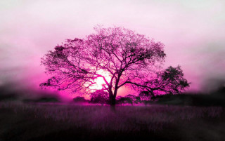 Tree field pink sky pink 2 - a pink sky in the background free wallpaper for desktop