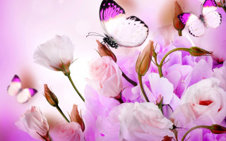 Flowers butterfly pink background white - soft color free wallpaper