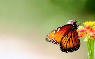 Butterfly sitting flower blurry background - a blurry background of flowers free wallpaper