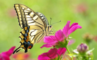 Butterfly flower field blur grass - a blurry background of grass free wallpaper