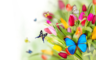 Tulips bouquet butterfly flying white - vivid free wallpaper