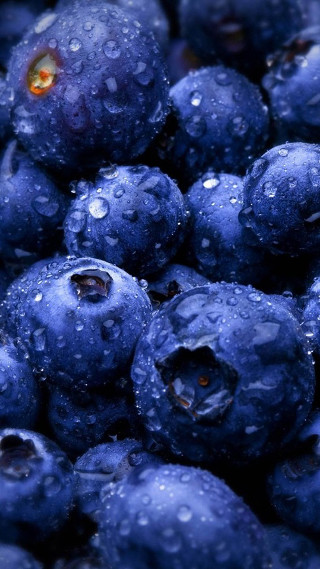 Blueberries closeup water droplets fresh - water droplet free wallpaper