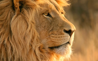 Lion closeup grass field wildlife - a blurry background of the grass free wallpaper