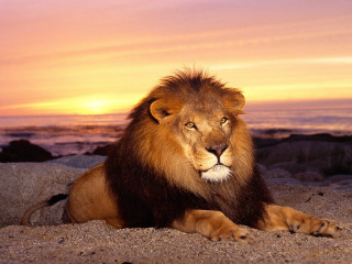 Lion beach sunset pink sky - a pink sky above free wallpaper