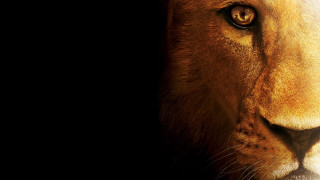 Lion closeup black background light - carlos catasse free wallpaper for desktop