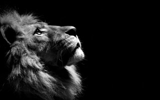 Lion looking up black background 2 - its head free wallpaper