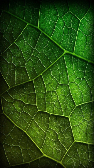 Green leaf macro bokeh nature - a black border free wallpaper