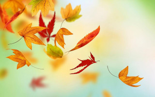 Flying leaves autumn blurry background - florianne becker free wallpaper