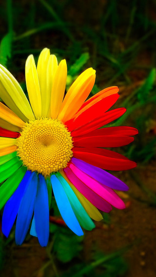 Colorful flower yellow center green - rich free wallpaper