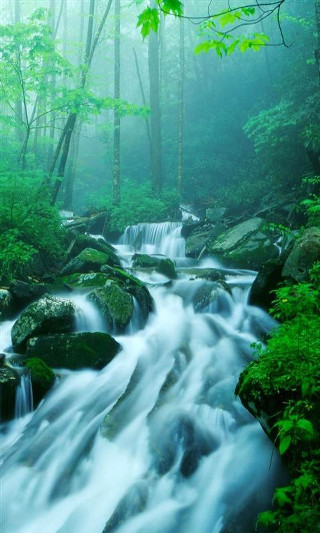 Stream forest rocks trees foggy - free nature wallpaper