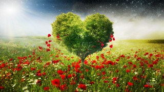 Heart tree field stars poppies - a heart free wallpaper for desktop