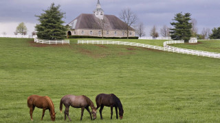 Horses grazing field church background - beautiful landscape free wallpaper