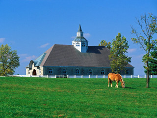 Horse grazing field church steeple - a steeple free wallpaper