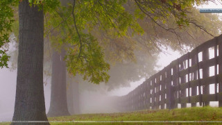 Fence fog trees field leaves - great free wallpaper