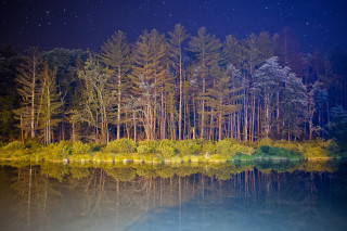 Night forest lake trees sky - sky free wallpaper