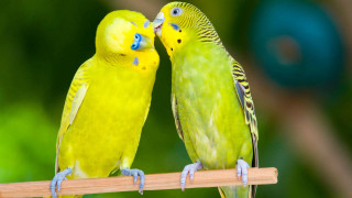 Two yellow parakeets kissing on 2 - a blurry background free wallpaper for desktop