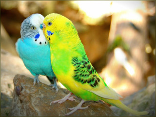 Colorful birds rock kissing holography - a rock together free wallpaper