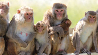 Monkeys sitting on a ledge - incoherent free wallpaper