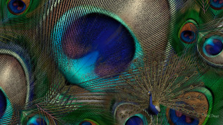 Peacock feathers closeup blue background - a green center free wallpaper