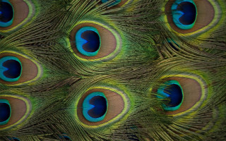 Peacock feathers closeup blue green 3 - a blue center free wallpaper