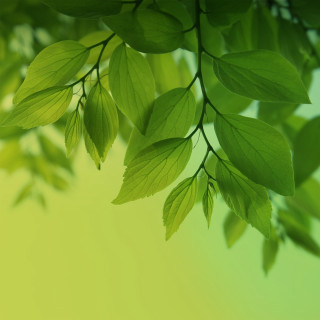 Green leafy branch yellow background - environmental art free wallpaper