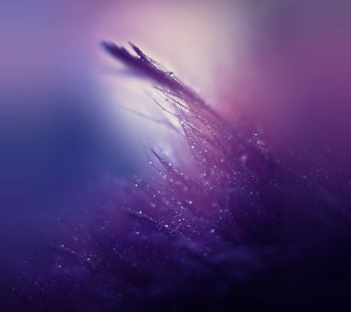 Purple flower water droplets blurry 2 - water droplet free wallpaper