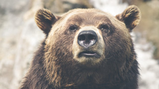 Brown bear waterfall rock face - a brown bear free wallpaper