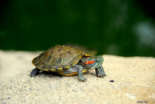 Small turtle rock water forest - red eye free wallpaper