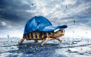 Turtle blue hat walking water - a turtle free wallpaper