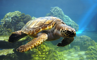 Turtle swimming aquarium algaes rocks - a large aquarium free wallpaper