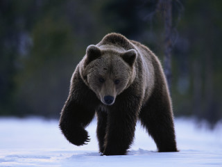 Brown bear snow field trees 2 - field next free wallpaper