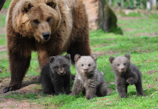 Bear cubs grass tree rock - free animals wallpaper