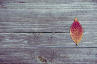 Leaf wooden surface hole missing - a single leaf free wallpaper